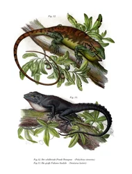 Anole buissonnant multicolore