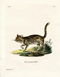 Chat marbré