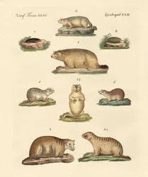 Marmottes et taupes