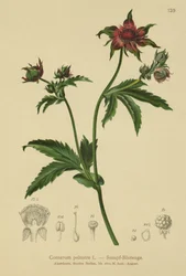 Comaret (Comarum palustre)