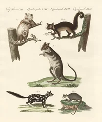 Marsupiaux