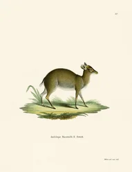 Dik-Dik de Maxwell