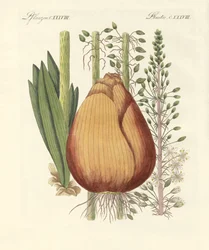 Plantes médicinales
