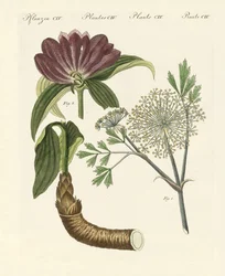 Plantes médicinales