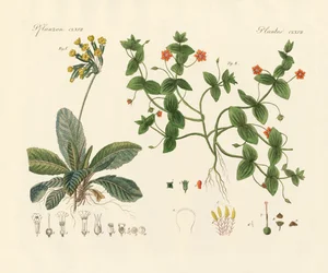 Plantes médicinales