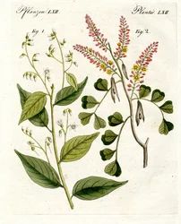 Plantes médicinales