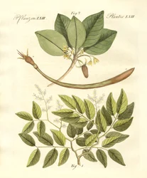 Plantes médicinales