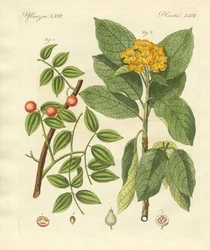 Plantes médicinales