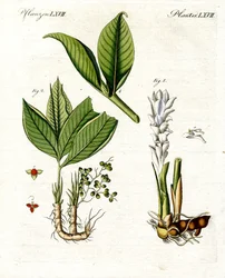 Plantes médicinales