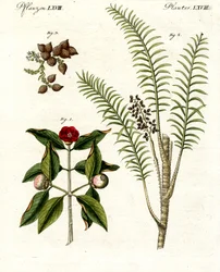 Plantes médicinales