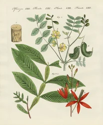 Plantes médicinales