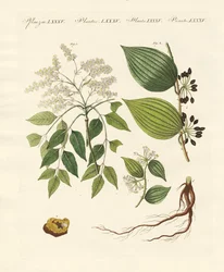 Plantes médicinales