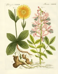Plantes médicinales