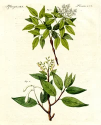 Plantes médicinales