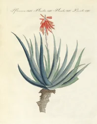 Plantes médicinales