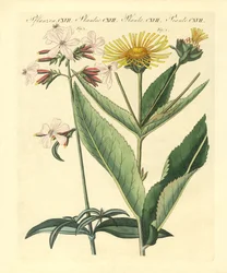 Plantes médicinales