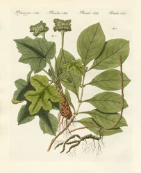 Plantes médicinales