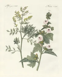 Plantes médicinales