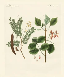 Plantes médicinales