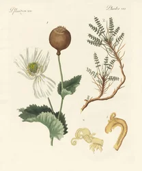 Plantes médicinales