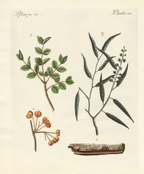 Plantes médicinales