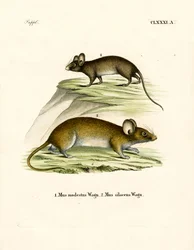 Souris