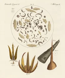 Objets microscopiques