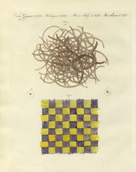 Vue microscopique de l