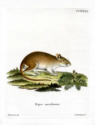Gerbille de midi