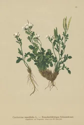 Cardamine à feuilles de réséda