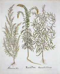 Mignonette, Southernwood et Tarragon, de Hortus Eystettensis, par Basil Besler, pub. 1613