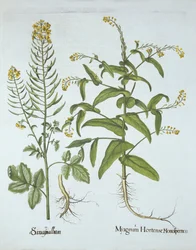 Cresson mitré et moutarde blanche, de Hortus Eystettensis, par Basil Besler (1561-1629), pub. 1613