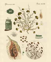 Moisissure
