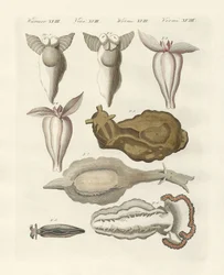Mollusques