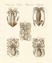 Mollusques ou vers mous