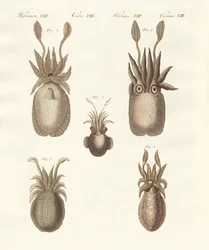 Mollusques ou vers mous
