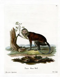 Singe Mona