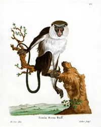 Singe mona