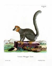 Lémur mongous