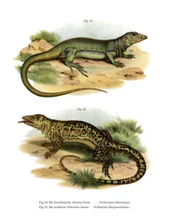 Lézard Moniteur