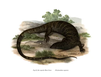 Varan