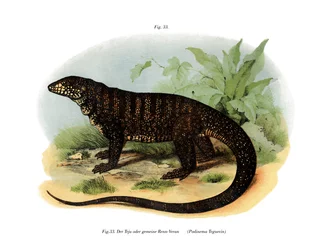 Varan