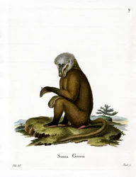 Singe