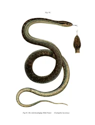 Serpent de Montpellier