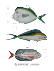 Poisson-lune