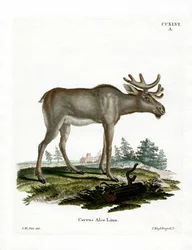 Élan