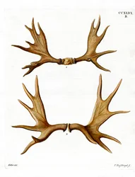 Bois d