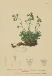 Saxifrage mousseuse