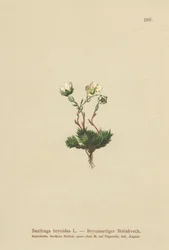Saxifrage mousse (Saxifraga bryoides)