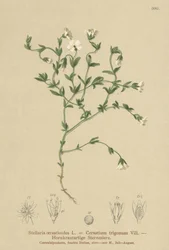 Stellaire des montagnes (Stellaria cerastioides)